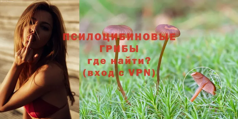 Псилоцибиновые грибы Psilocybe  где продают   Пугачёв 